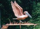 Pelican