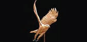 Cooper's Hawk 