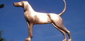 Blue Tick Hound