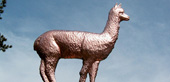 Alpaca