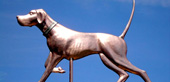 English Pointer