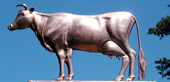 Guernsey Cow