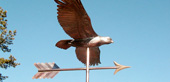 Red-Tailed Hawk