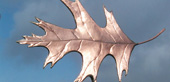 Oak Leaf