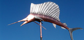 Sailfish